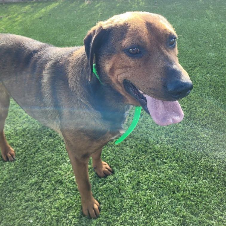 Enlarge Timber, a Adoptable Mixed Breed in Idaho Falls, ID image 3/6