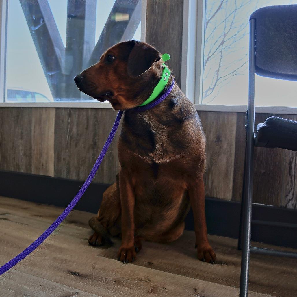 Timber — thumbnail 4