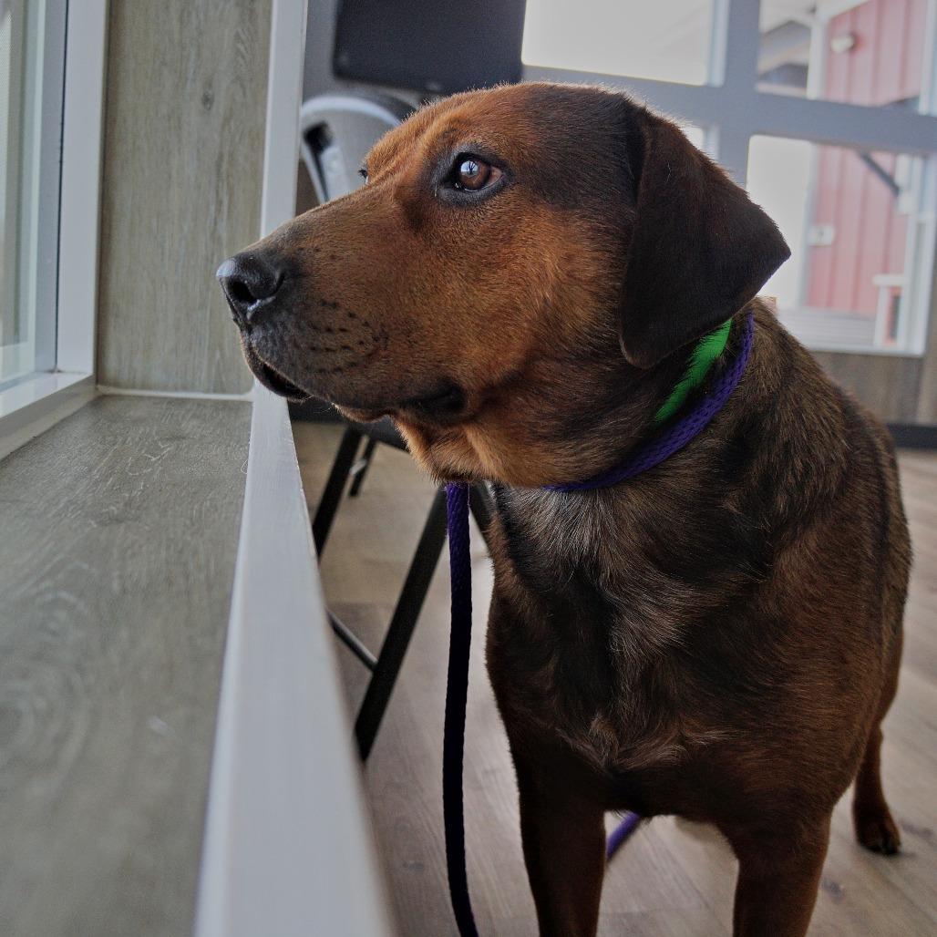 Enlarge Timber, a Adoptable Mixed Breed in Idaho Falls, ID image 5/6