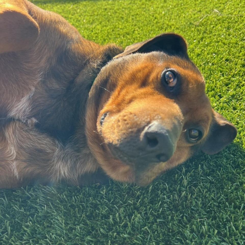 Enlarge Timber, a Adoptable Mixed Breed in Idaho Falls, ID image 6/6