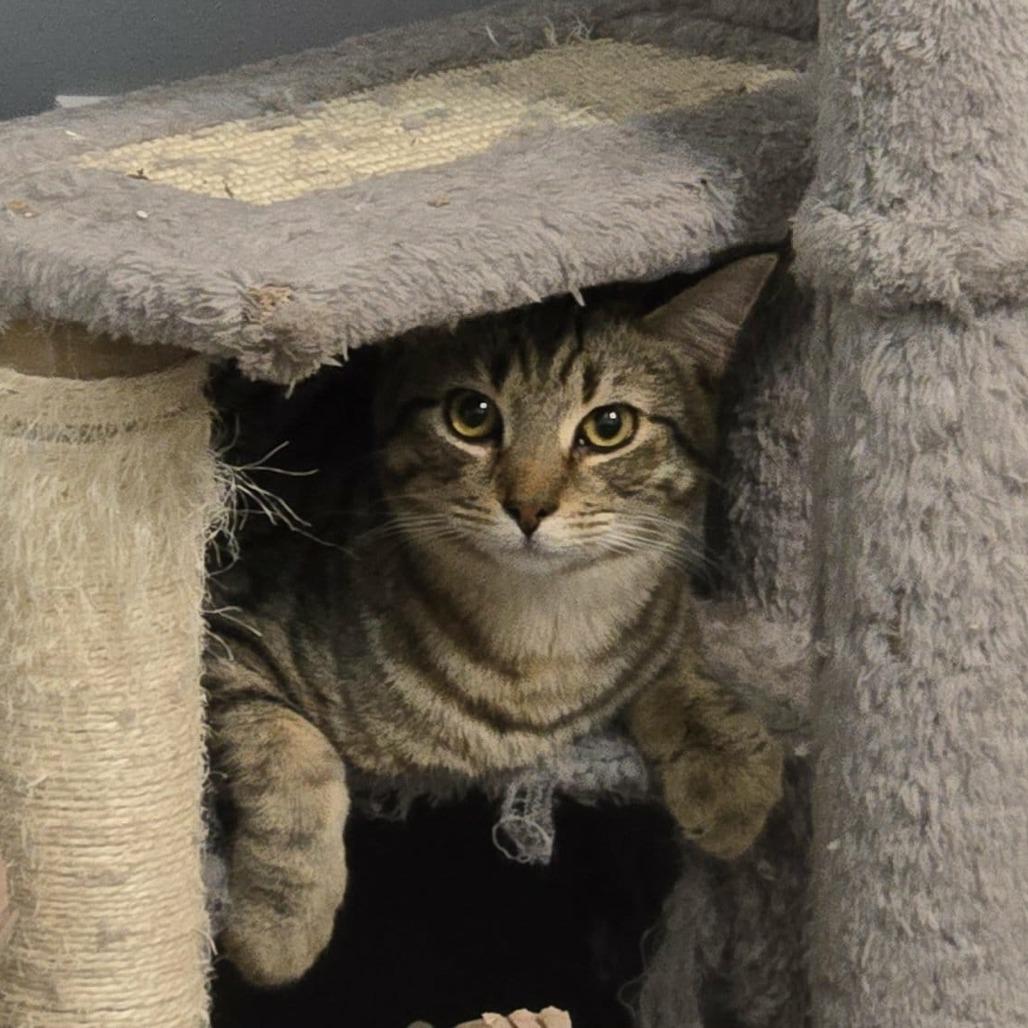 Enlarge Briar, a Adoptable Domestic Short Hair in Greenville, NC image 1/2