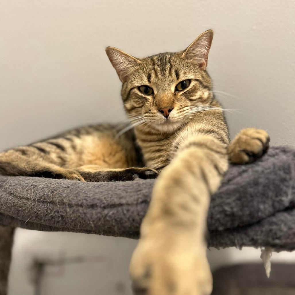 Enlarge Briar, a Adoptable Domestic Short Hair in Greenville, NC image 2/2