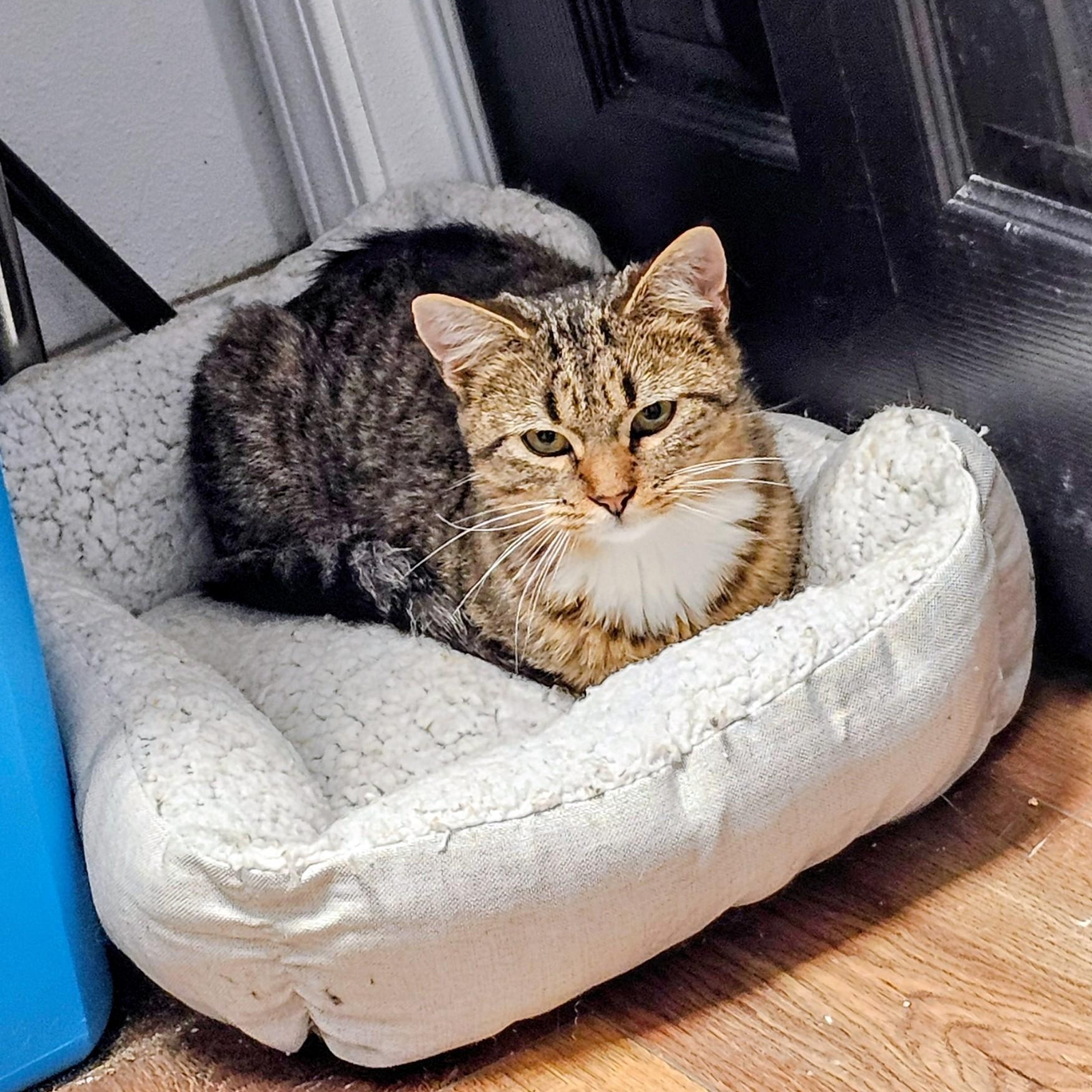 Enlarge Frank, a Adoptable Domestic Short Hair in Waverly, IA image 5/5