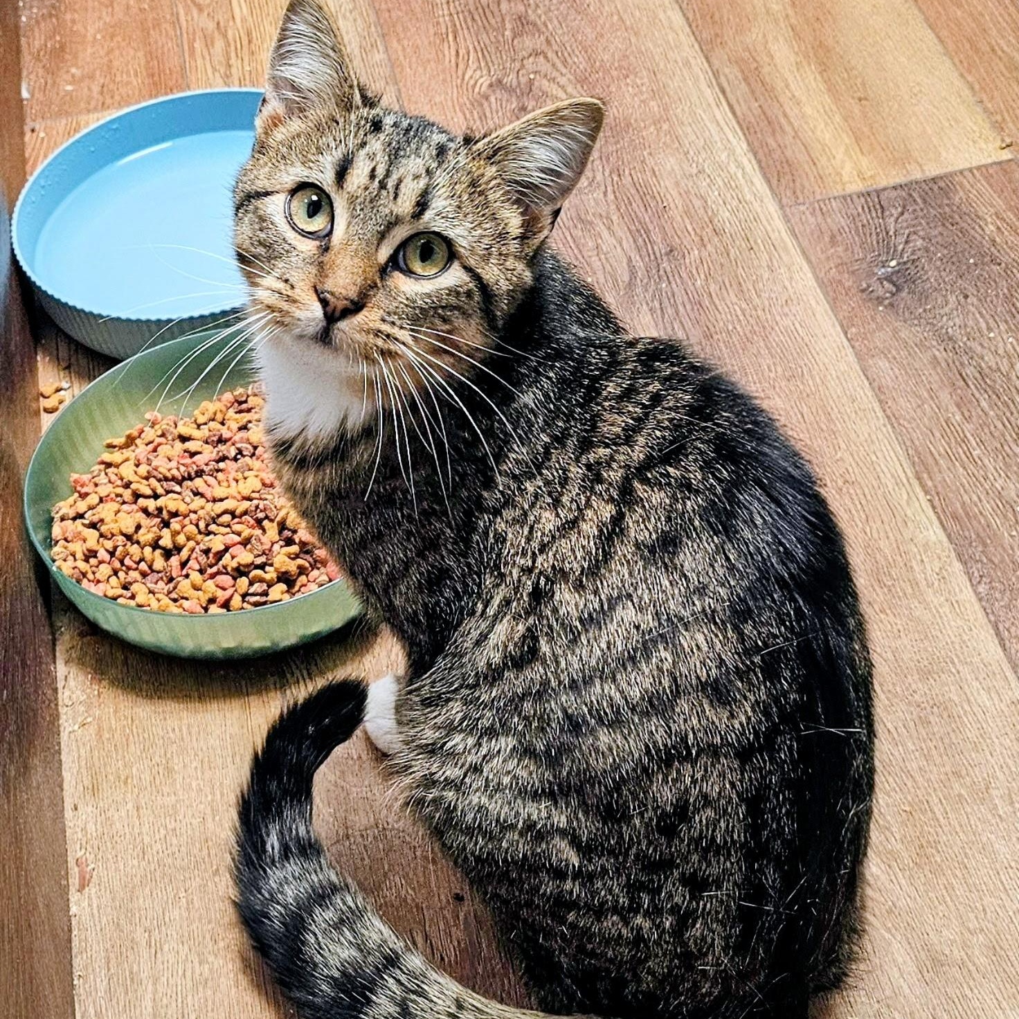 Enlarge Frank, a Adoptable Domestic Short Hair in Waverly, IA image 3/5