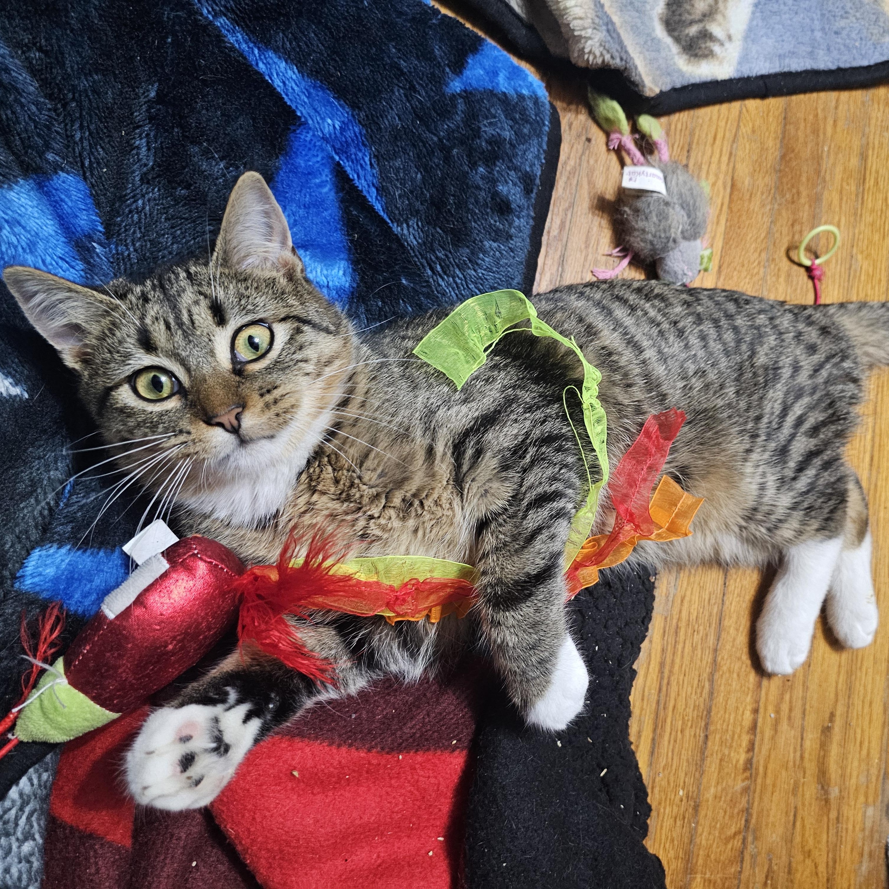 Enlarge Frank, a Adoptable Domestic Short Hair in Waverly, IA image 1/5