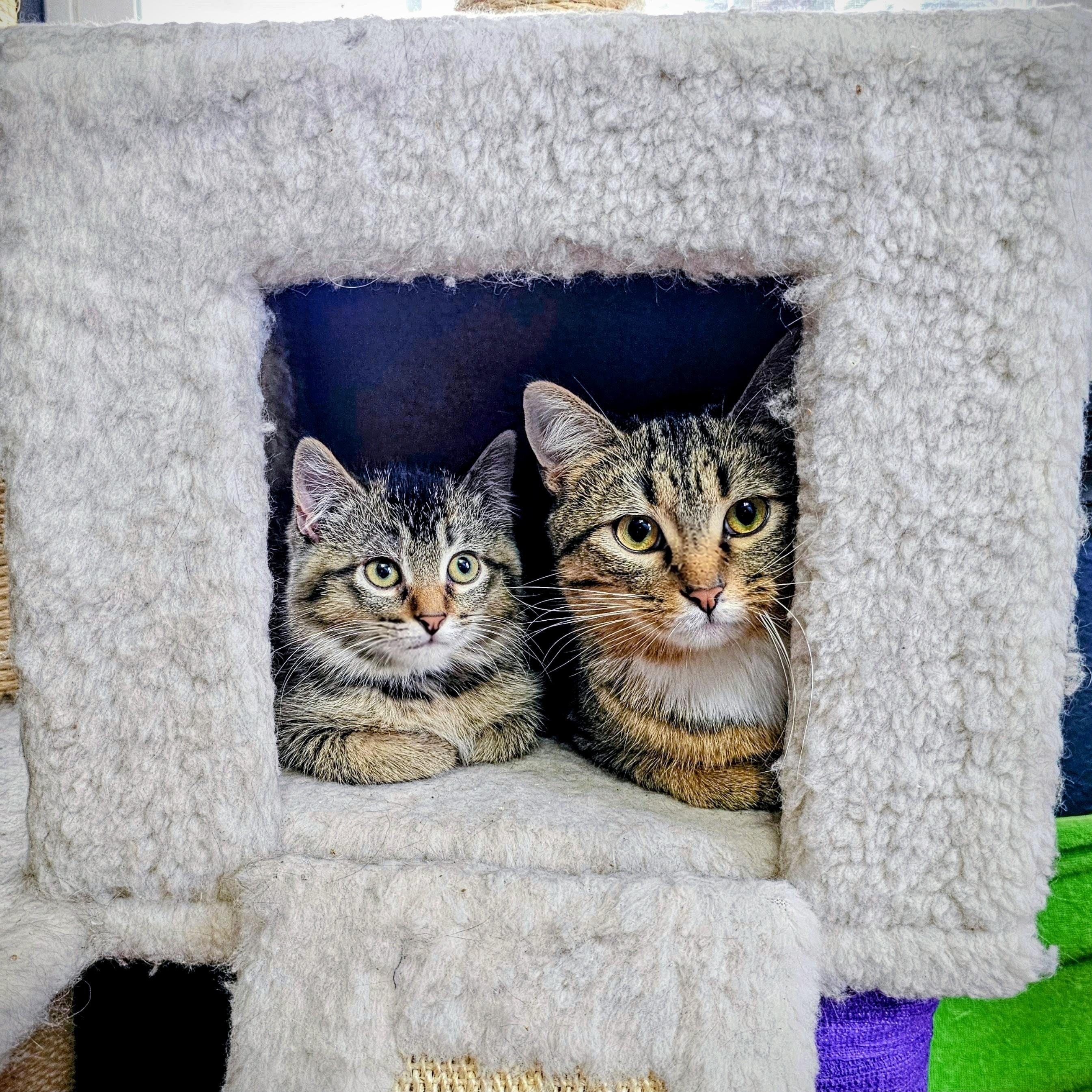 Enlarge Frank, a Adoptable Domestic Short Hair in Waverly, IA image 3/6