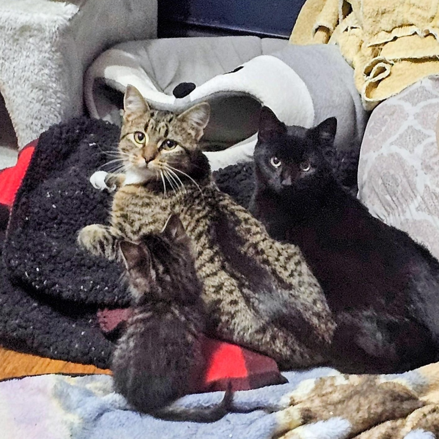 Enlarge Frank, a Adoptable Domestic Short Hair in Waverly, IA image 4/5