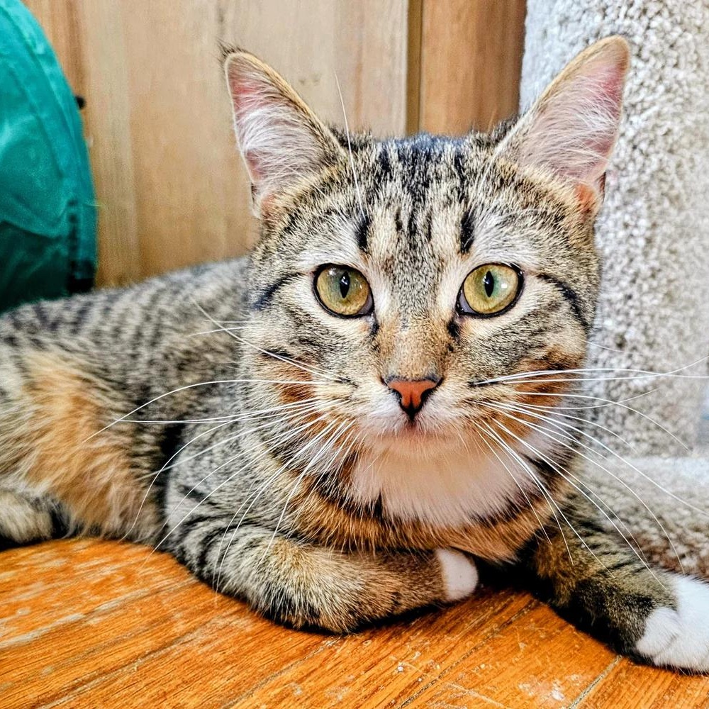 Frank, Adoptable, Young Male Domestic Short Hair.