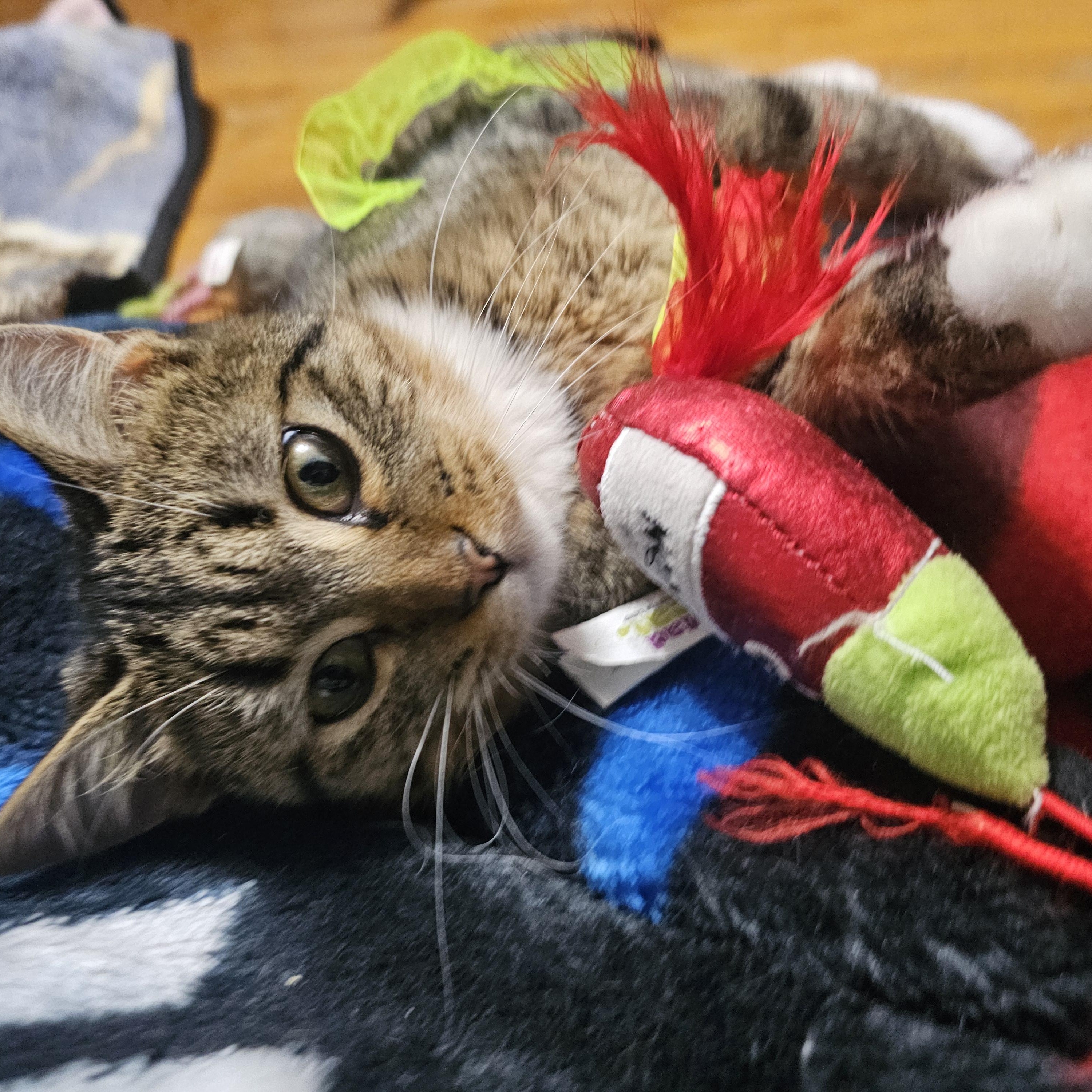 Enlarge Frank, a Adoptable Domestic Short Hair in Waverly, IA image 2/5