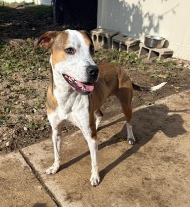 Enlarge Mikey, a Adoptable mixed breed in Bellaire, MI image 2/3