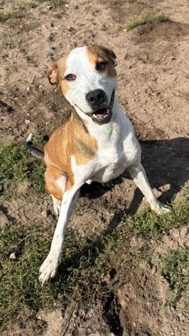 Enlarge Mikey, a Adoptable mixed breed in Bellaire, MI image 3/3