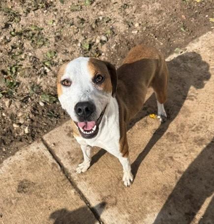 Enlarge Mikey, a Adoptable mixed breed in Bellaire, MI image 1/3