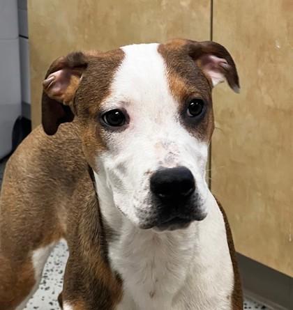 Mikey, ADOPTABLE, Young Male Labrador Retriever.