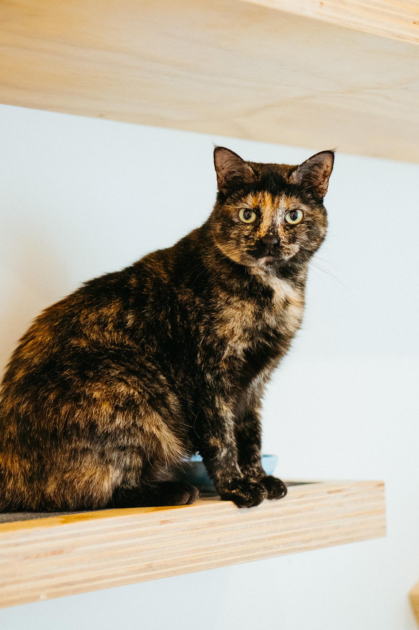 Snow, Adult Female unknown