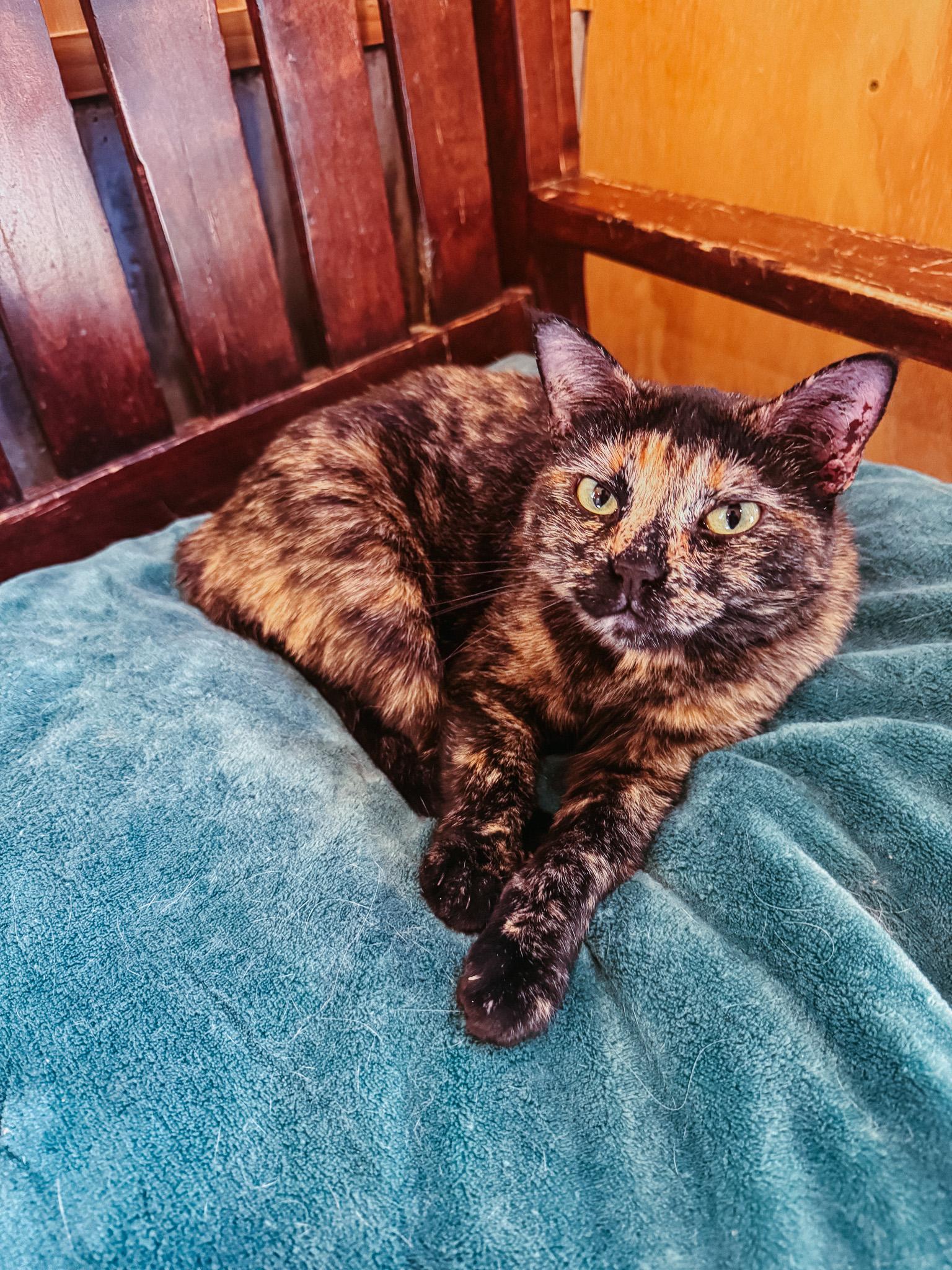 Snow, a Adoptable Domestic Short Hair in Jackson, WY image 2/2