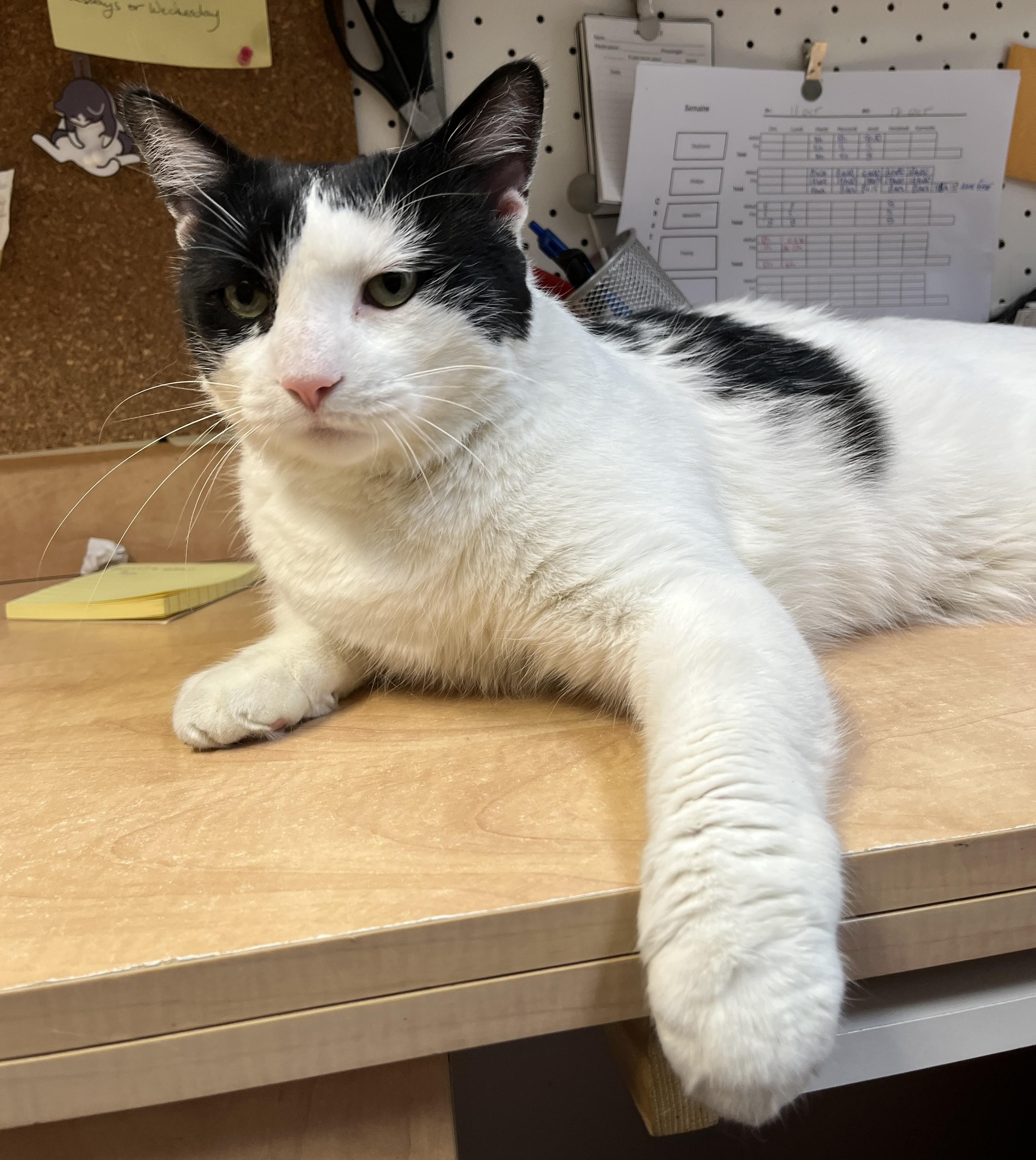 Enlarge DOMINO 2.0 (CR/SC), a Adoptable Domestic Short Hair in Sainte-Angele-de-Monnoir, QC image 3/6