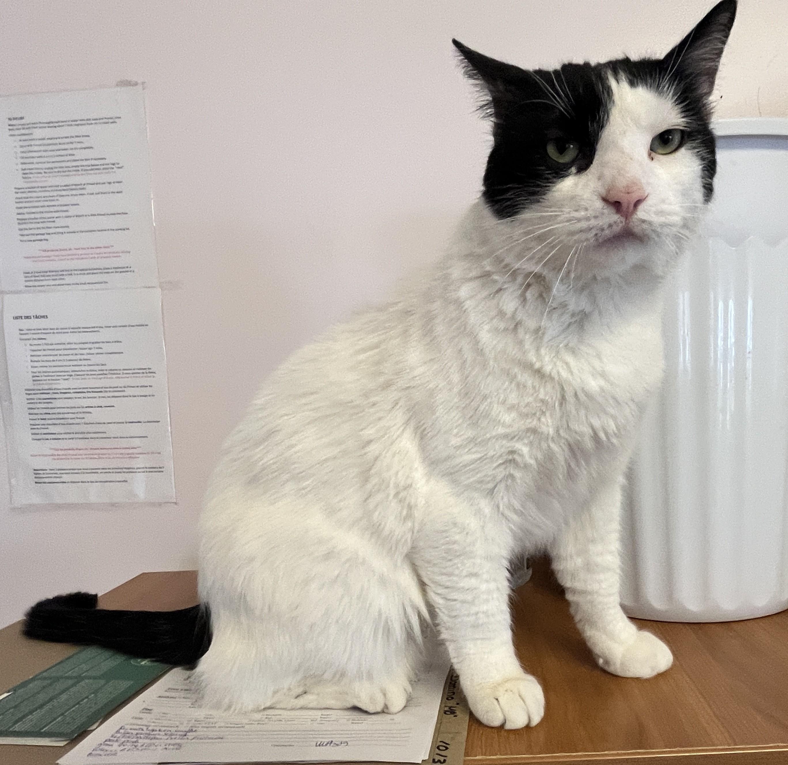 Enlarge DOMINO 2.0 (CR/SC), a Adoptable Domestic Short Hair in Sainte-Angele-de-Monnoir, QC image 4/6