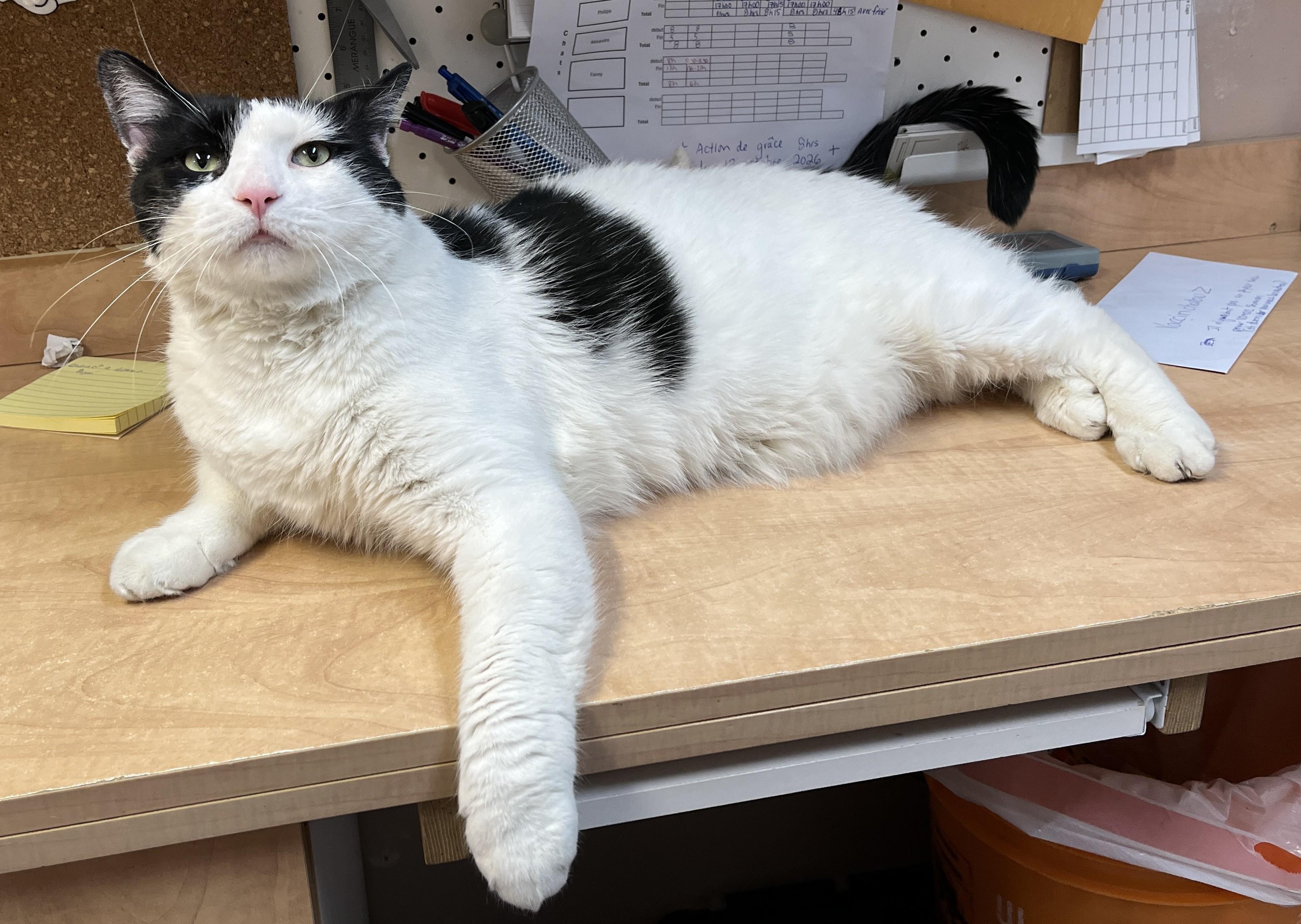 Enlarge DOMINO 2.0 (CR/SC), a Adoptable Domestic Short Hair in Sainte-Angele-de-Monnoir, QC image 2/6