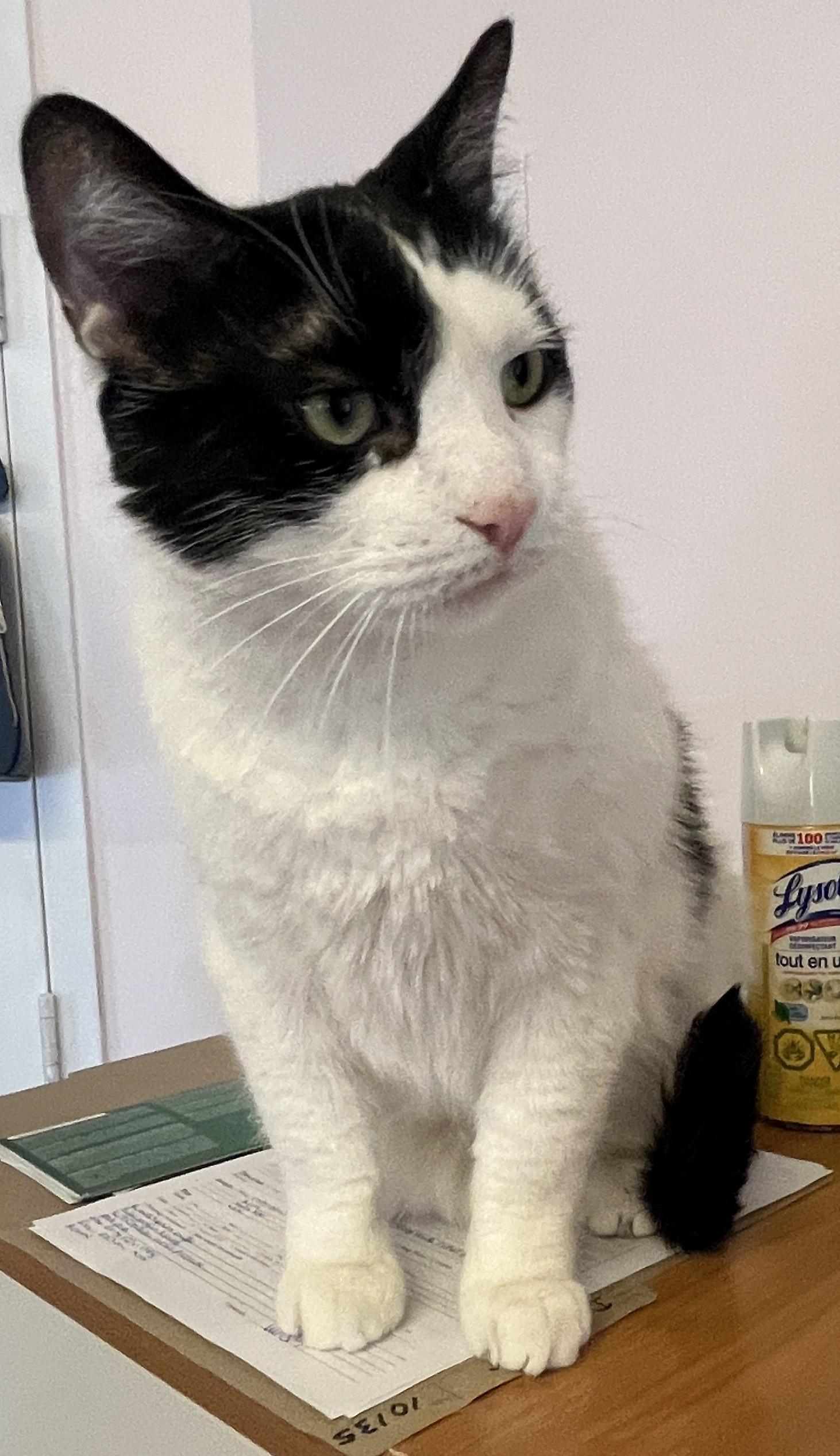 Enlarge DOMINO 2.0 (CR/SC), a Adoptable Domestic Short Hair in Sainte-Angele-de-Monnoir, QC image 5/6