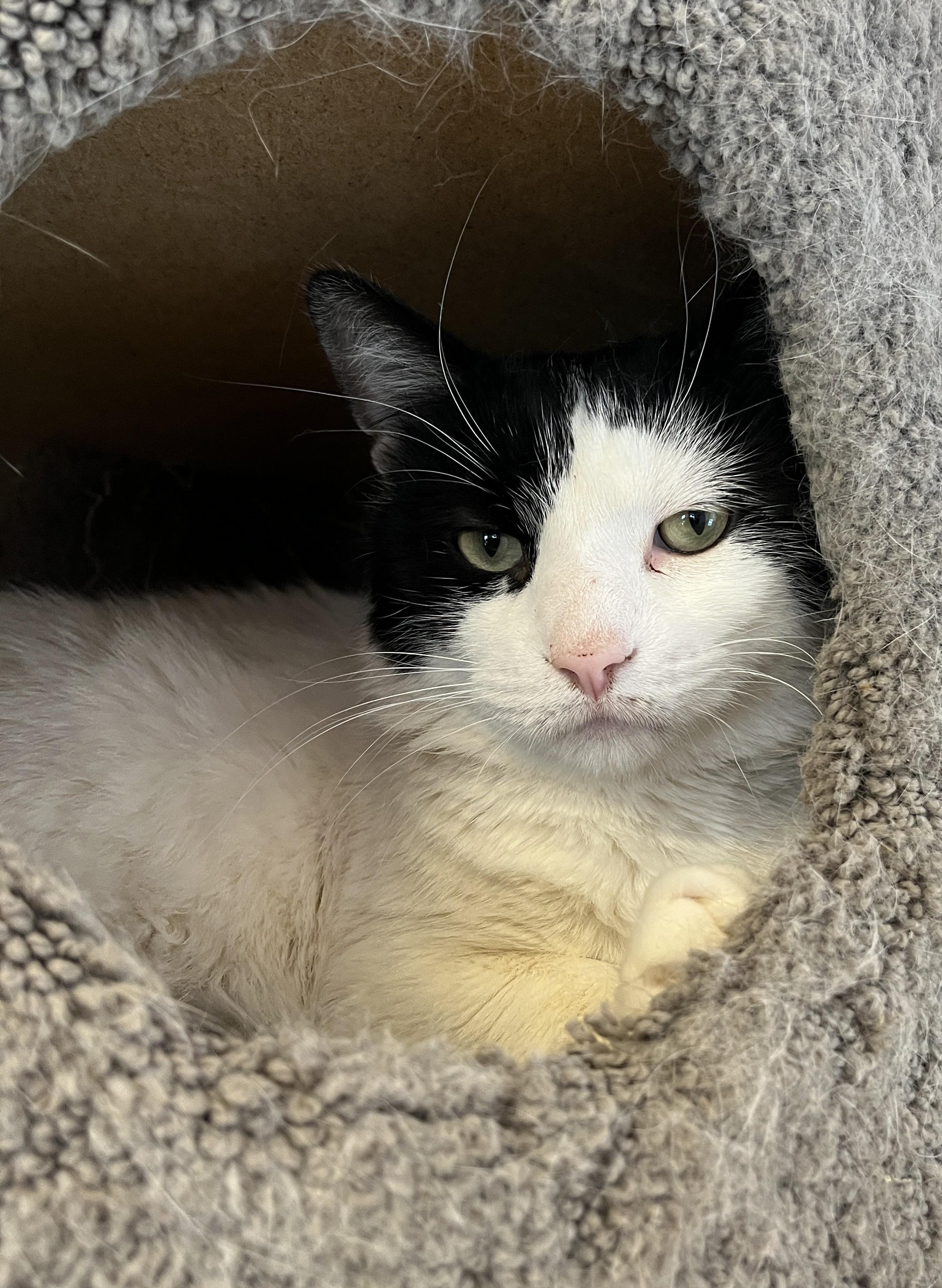 DOMINO 2.0 (CR/SC), Adoptable, Adult Male Domestic Short Hair.