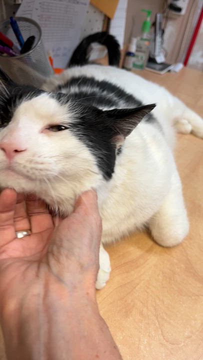 Enlarge DOMINO 2.0 (CR/SC), a Adoptable Domestic Short Hair in Sainte-Angele-de-Monnoir, QC video 6/6