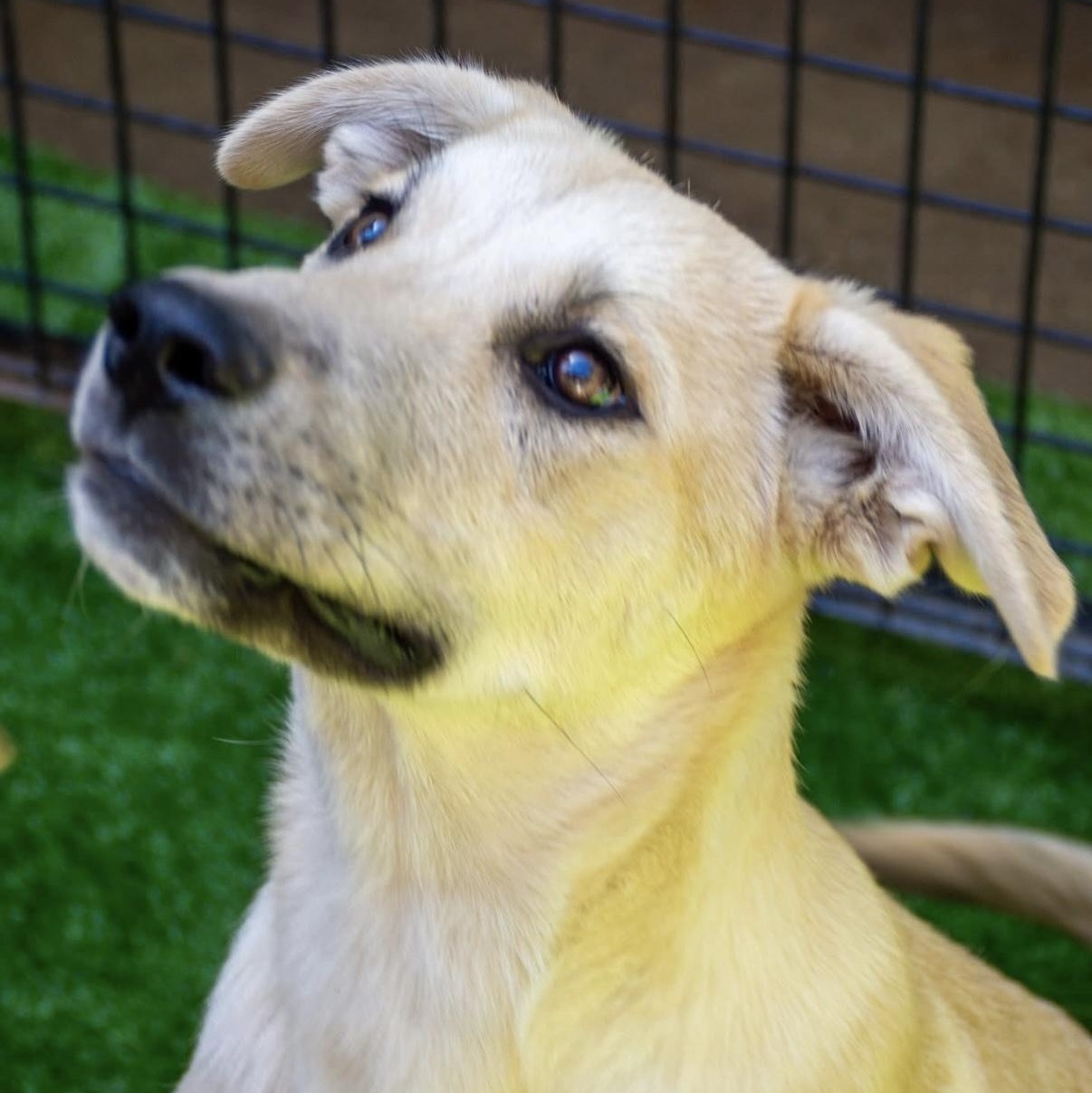 Enlarge Shady, a Adoptable Shepherd in Santa Monica, CA image 3/3