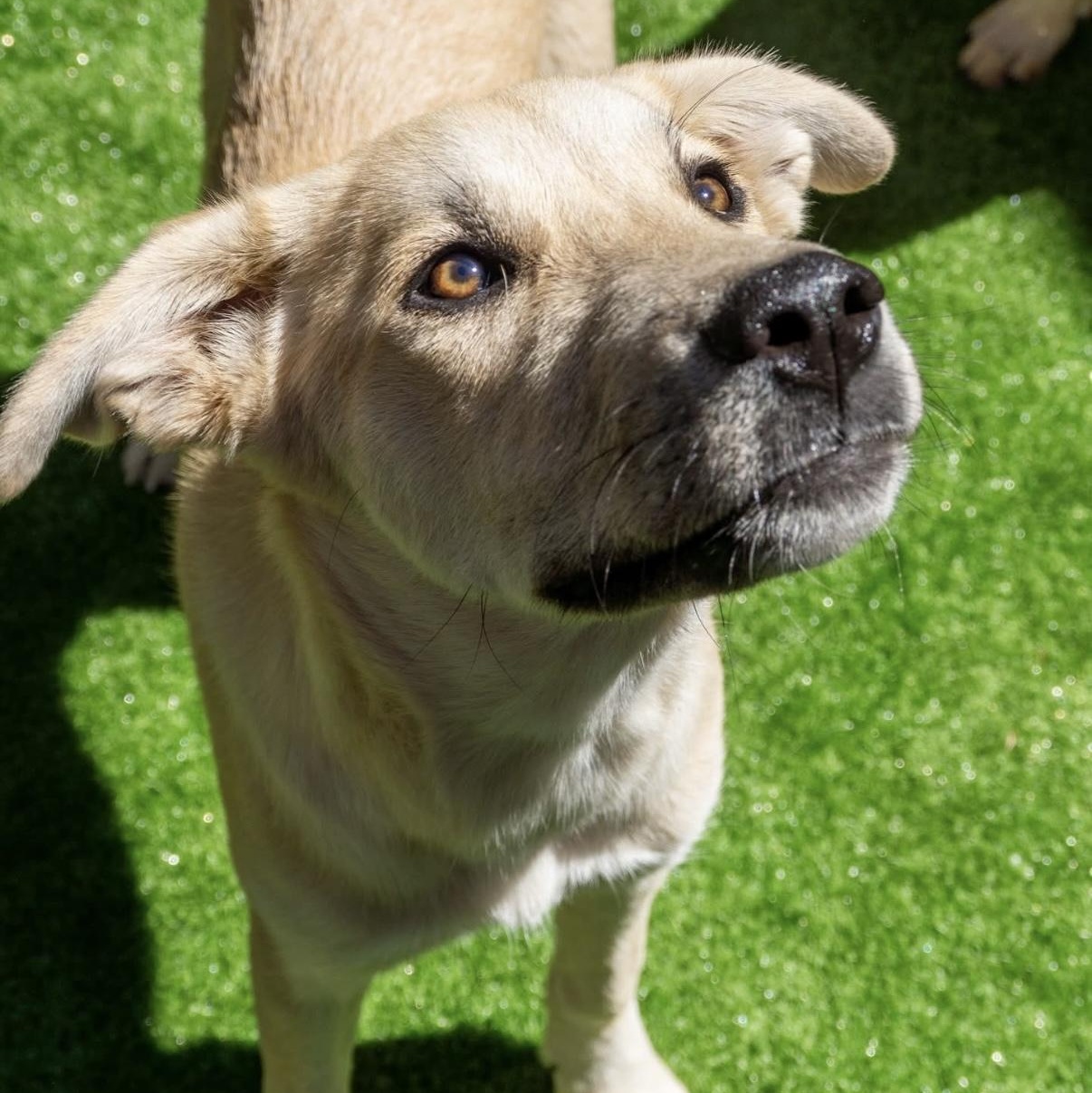 Enlarge Shady, a Adoptable Shepherd in Santa Monica, CA image 1/3