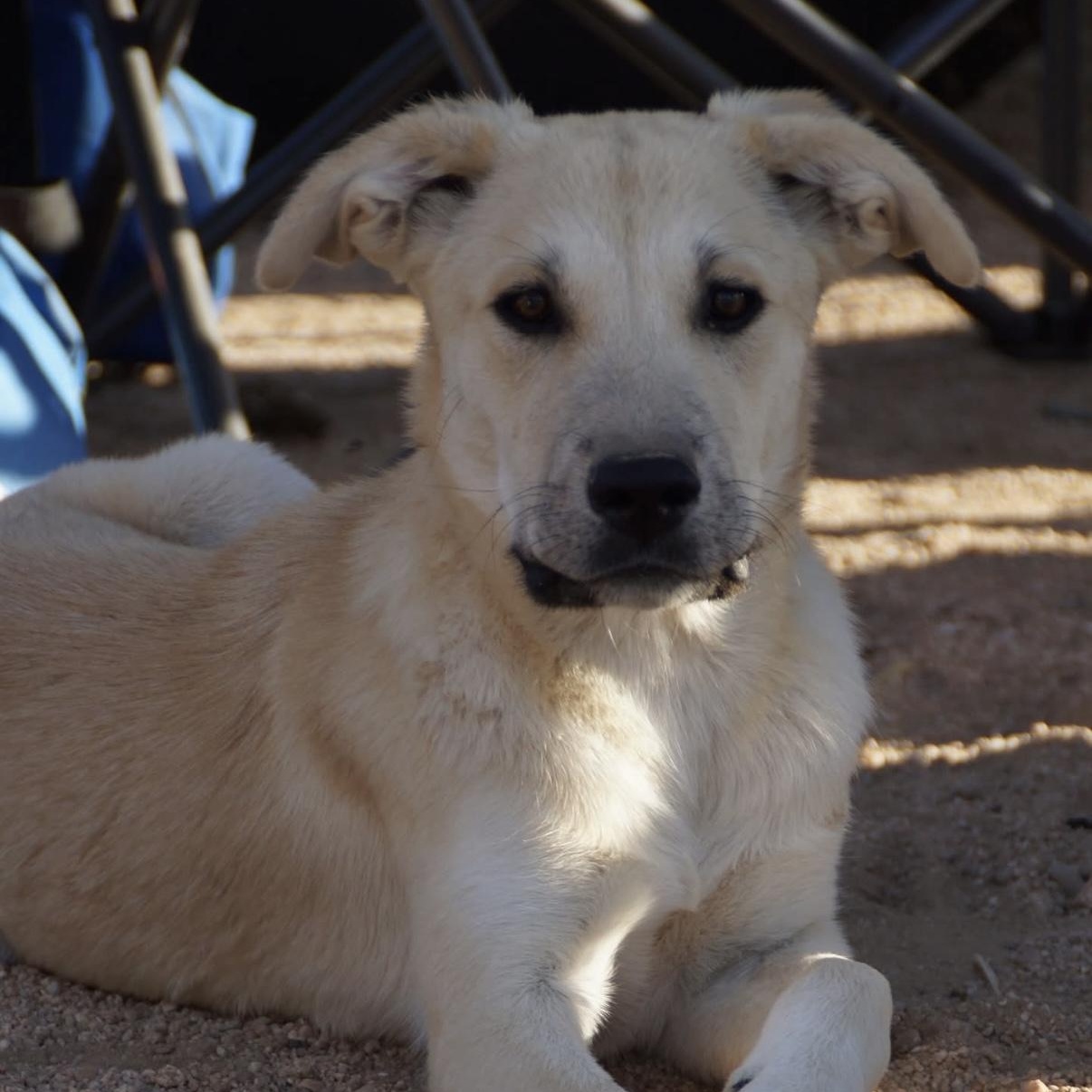 Enlarge Shady, a Adoptable Shepherd in Santa Monica, CA image 2/3