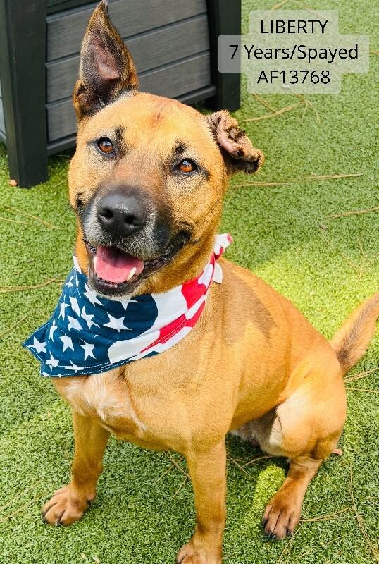 Enlarge Liberty, a Adoptable mixed breed in Supply, NC image 1/1