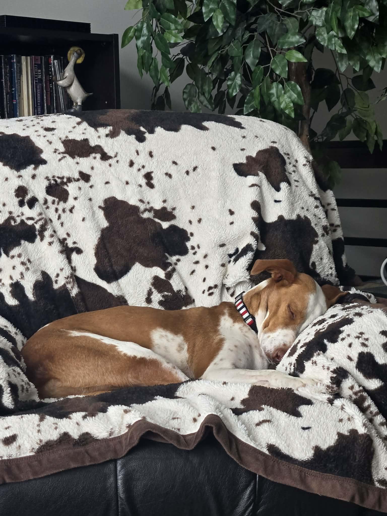 Enlarge Dana, a ADOPTABLE Mixed Breed in Didsbury, AB image 6/6