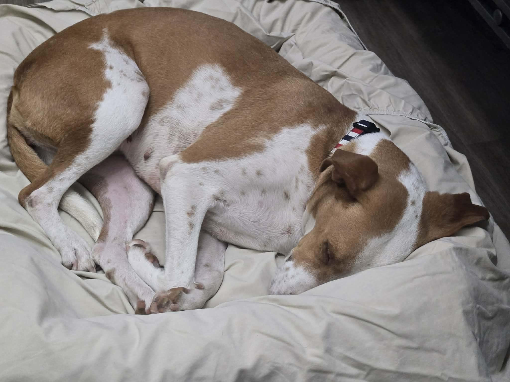 Enlarge Dana, a ADOPTABLE Mixed Breed in Didsbury, AB image 2/6