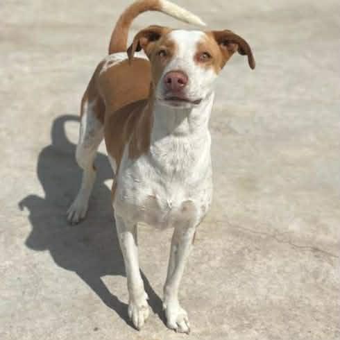 Enlarge Dana, a ADOPTABLE Mixed Breed in Didsbury, AB image 5/6