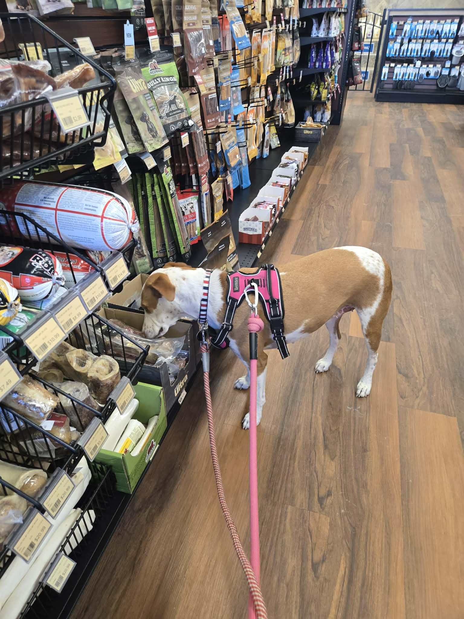 Enlarge Dana, a ADOPTABLE Mixed Breed in Didsbury, AB image 4/6