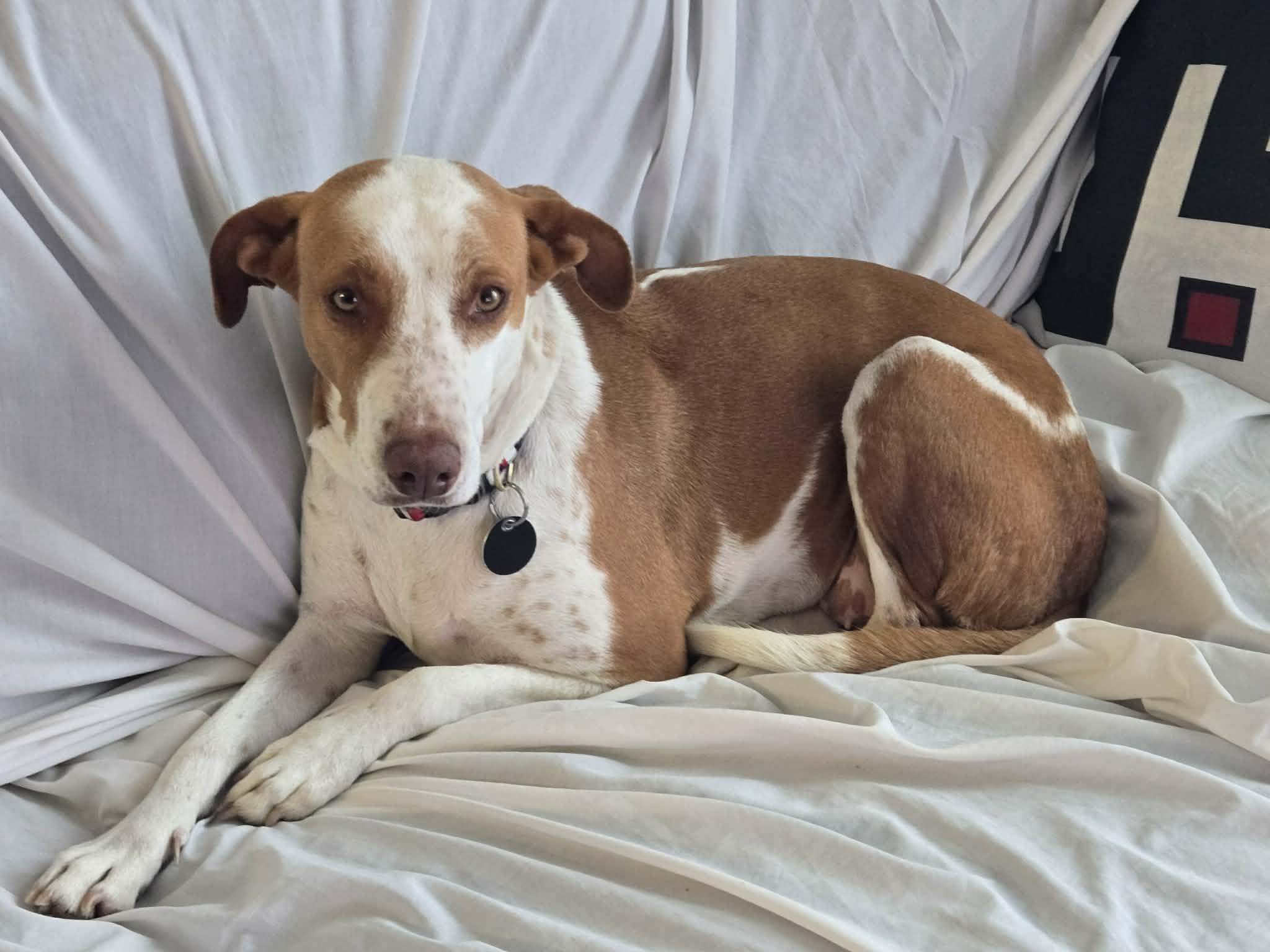 Enlarge Dana, a ADOPTABLE Mixed Breed in Didsbury, AB image 1/6