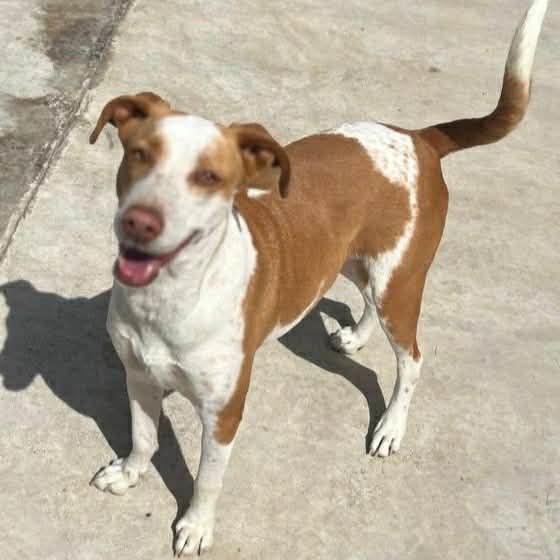 Enlarge Dana, a ADOPTABLE Mixed Breed in Didsbury, AB image 3/6