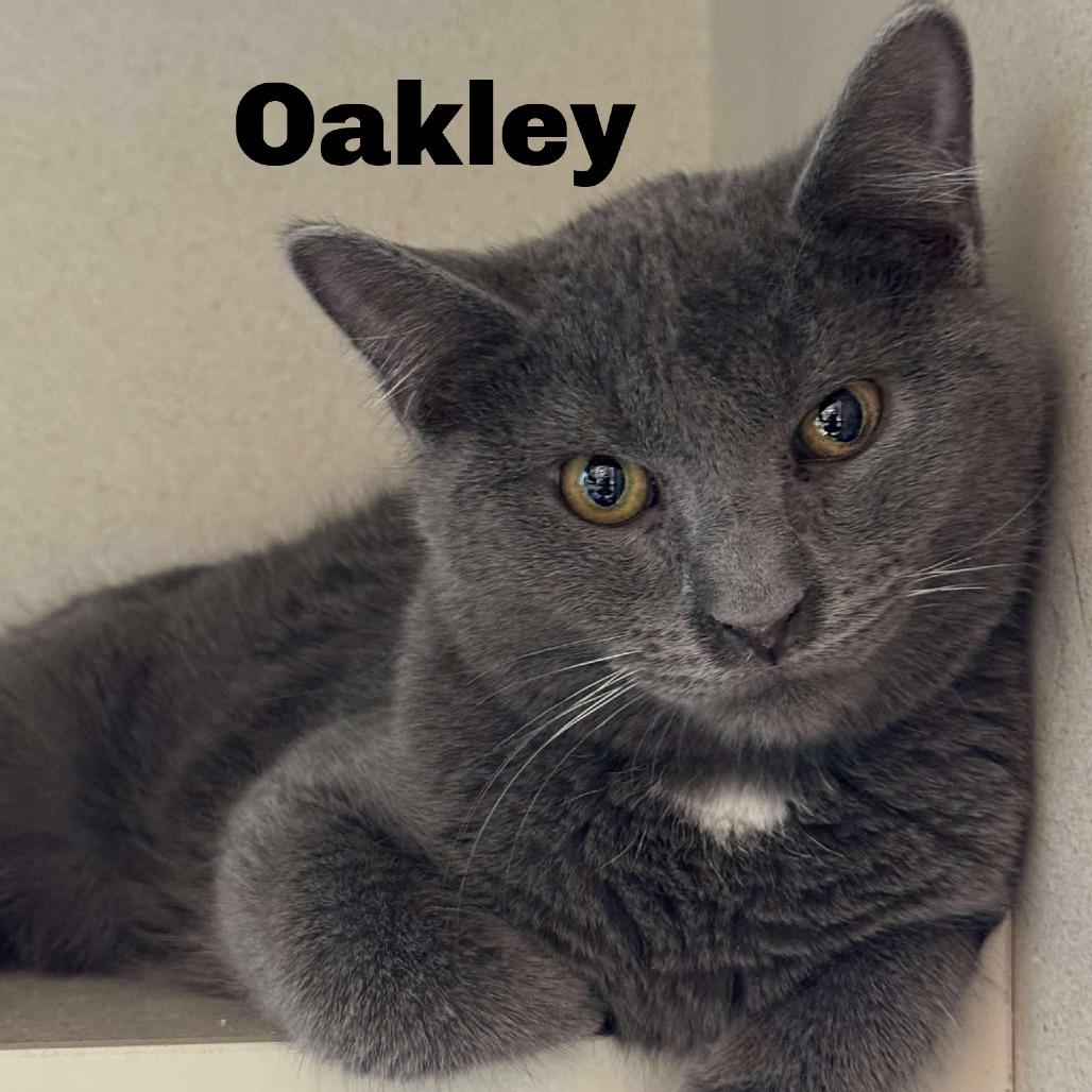 Oakley 250781, Adoptable, Young Male Domestic Short Hair.
