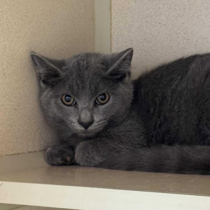 Enlarge Oakley 250781, a Adoptable Domestic Short Hair in Escanaba, MI image 1/1