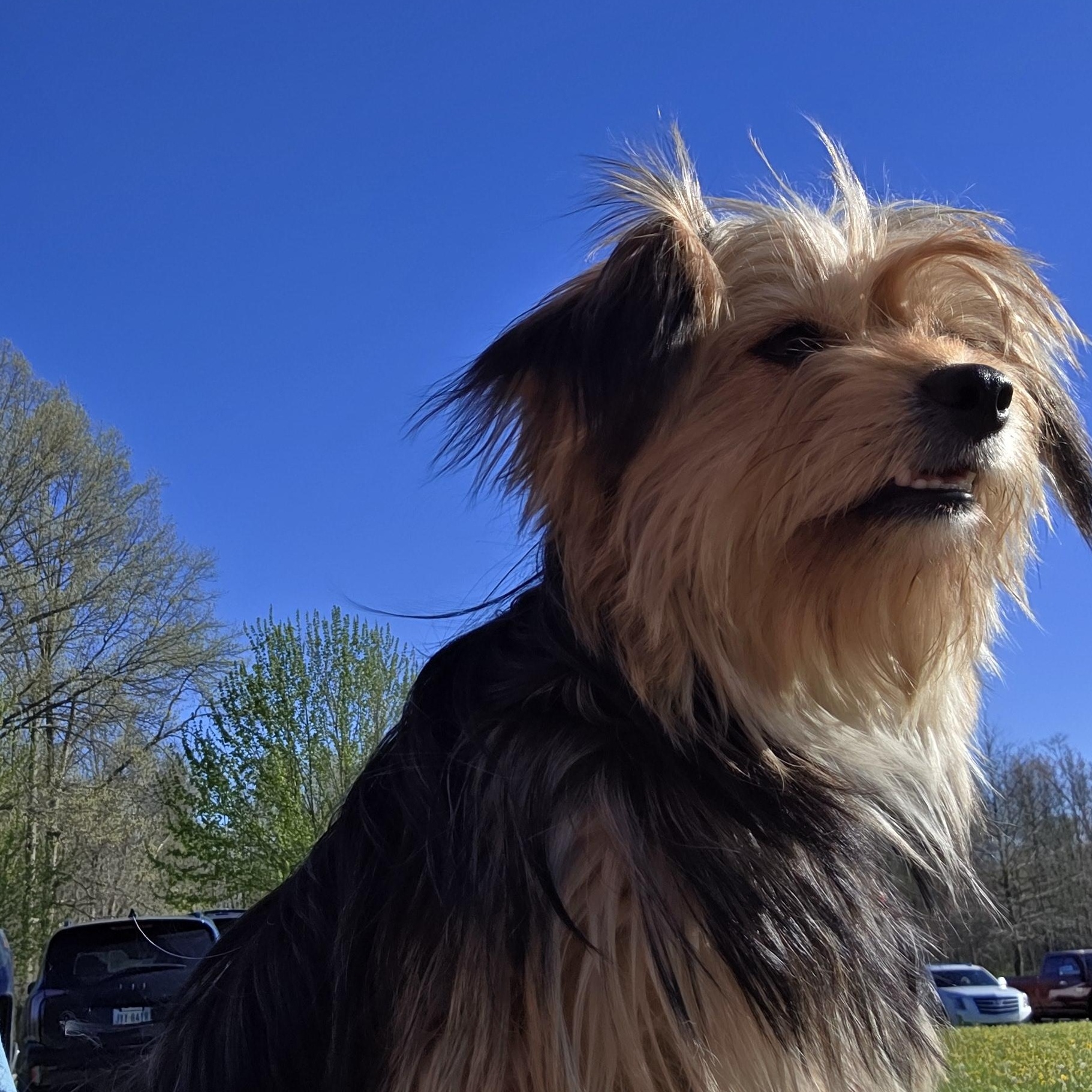 Enlarge Sapphire, a ADOPTABLE mixed breed in Diamond, OH image 2/2