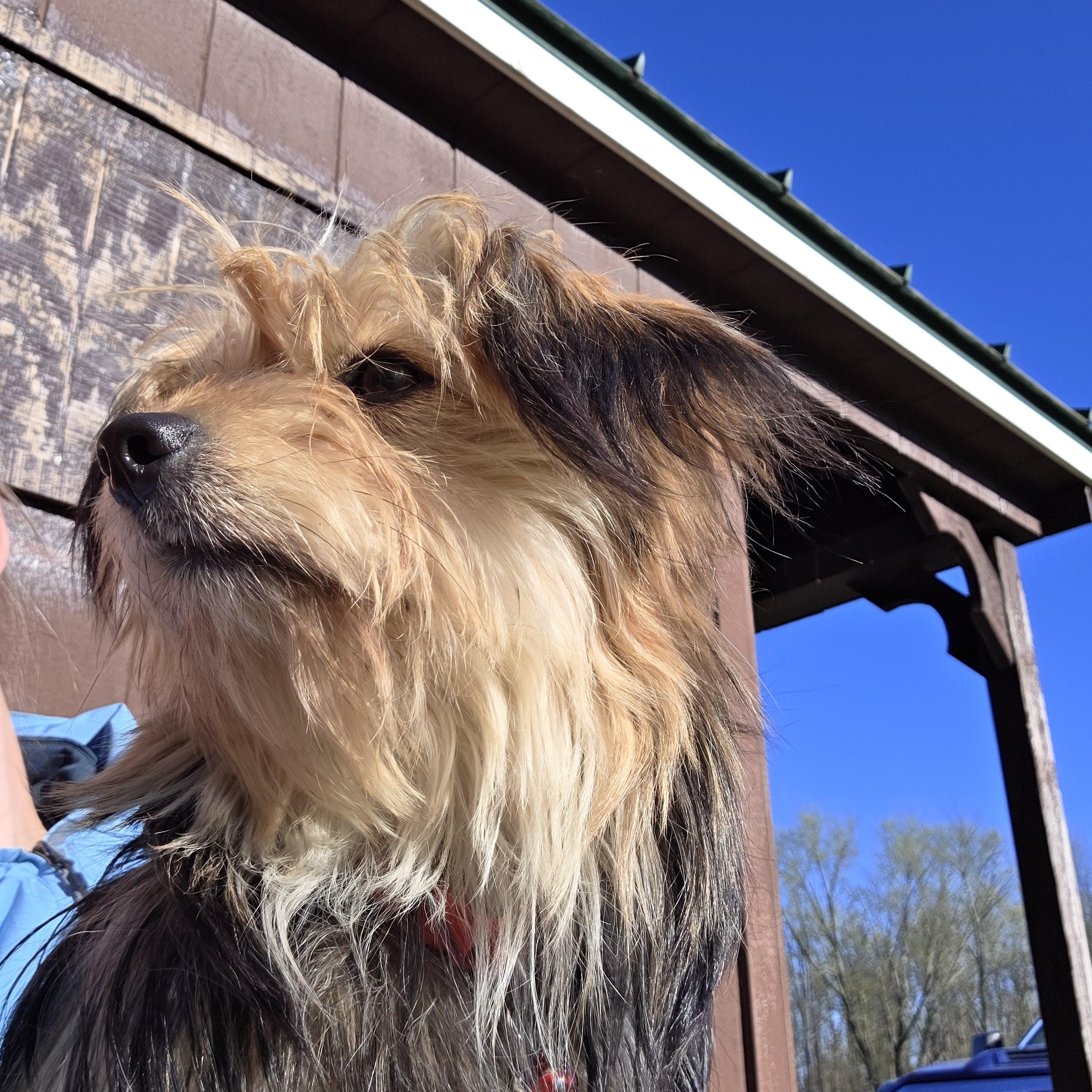 Enlarge Sapphire, a ADOPTABLE mixed breed in Diamond, OH image 1/2