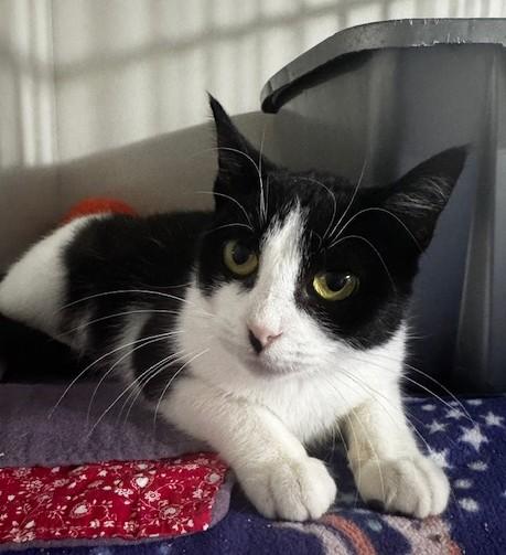 Annika, a Adoptable Domestic Short Hair in Hutchinson, MN image 2/3