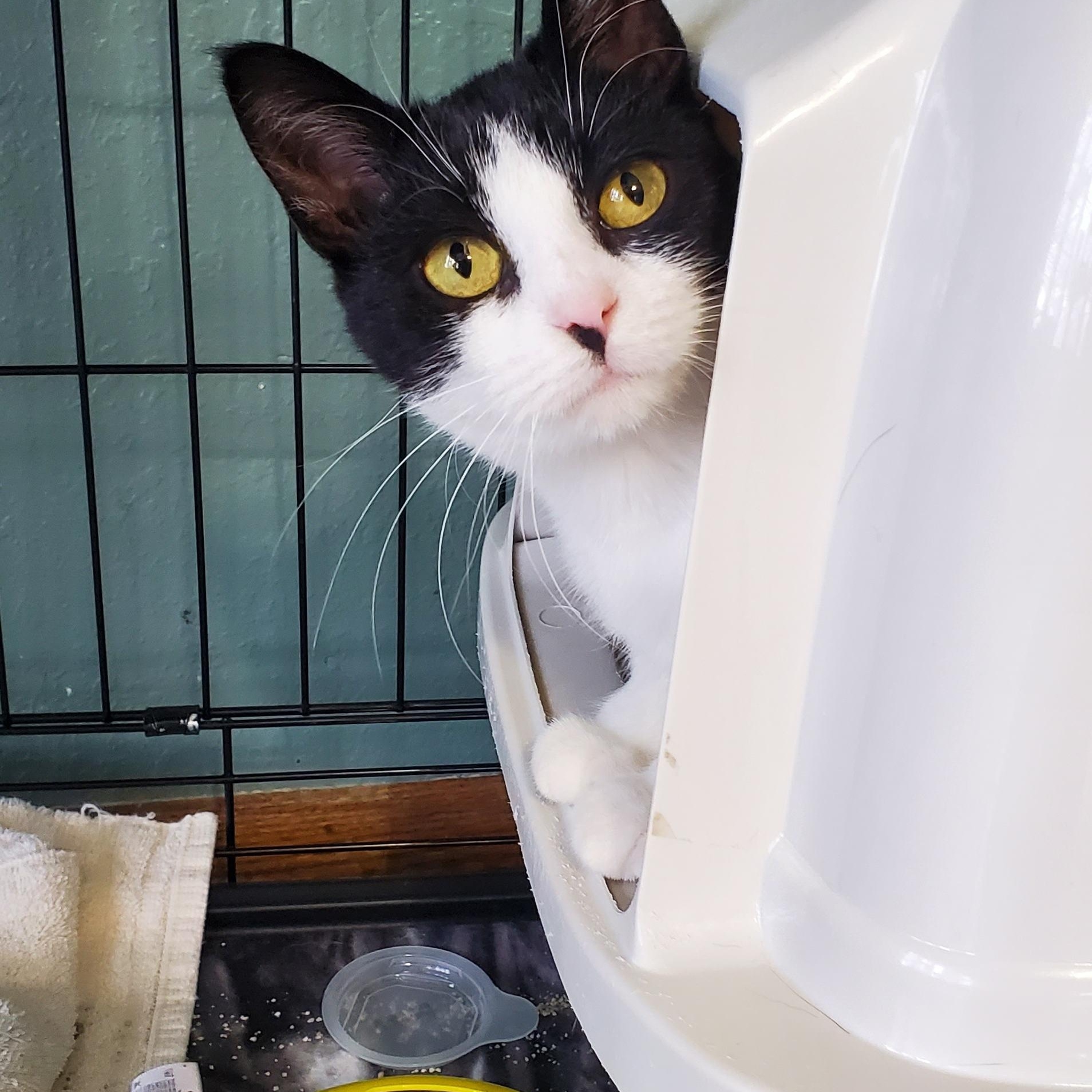 Annika, a Adoptable Domestic Short Hair in Hutchinson, MN image 1/3