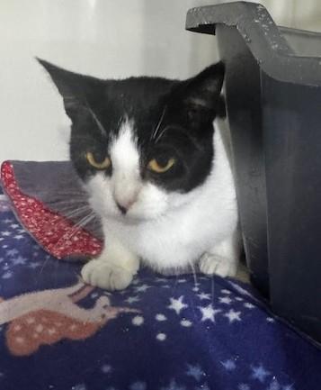 Annika, a Adoptable Domestic Short Hair in Hutchinson, MN image 3/3