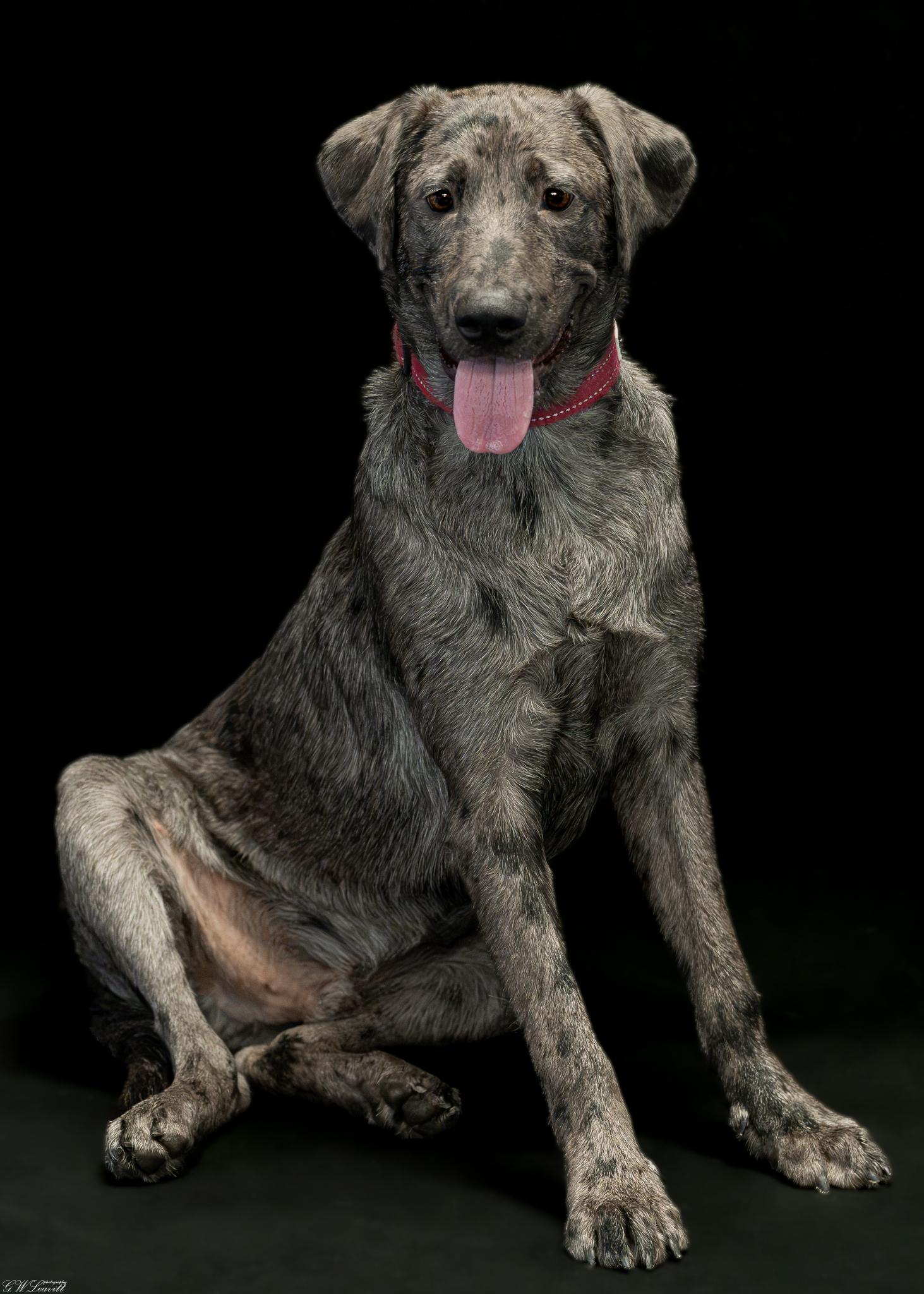Petey Blooper, an adopted mixed breed in Argyle, NY image 3/4