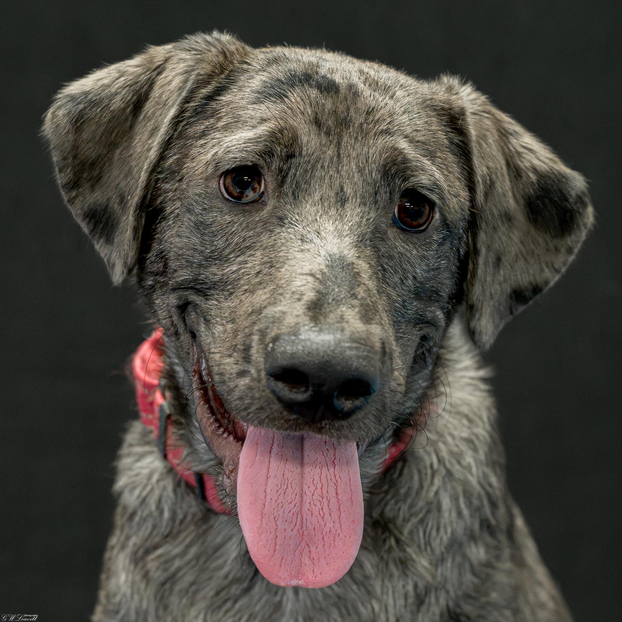 Petey Blooper, adopted, Puppy Male Catahoula Leopard Dog.