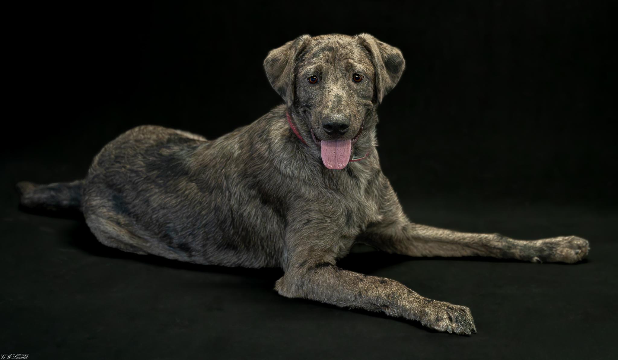 Petey Blooper, an adopted mixed breed in Argyle, NY image 4/4
