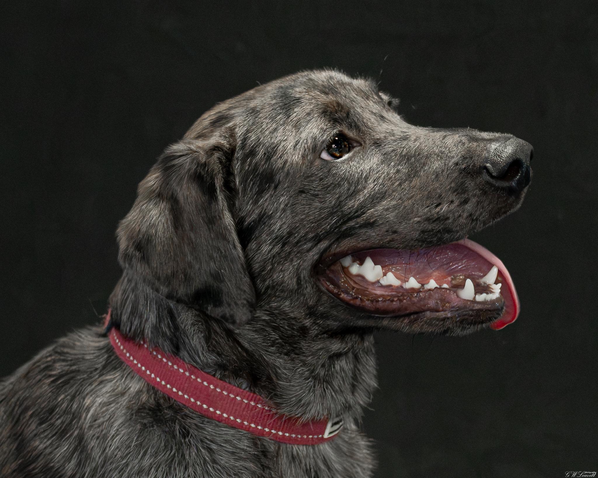 Petey Blooper, an adopted mixed breed in Argyle, NY image 2/4