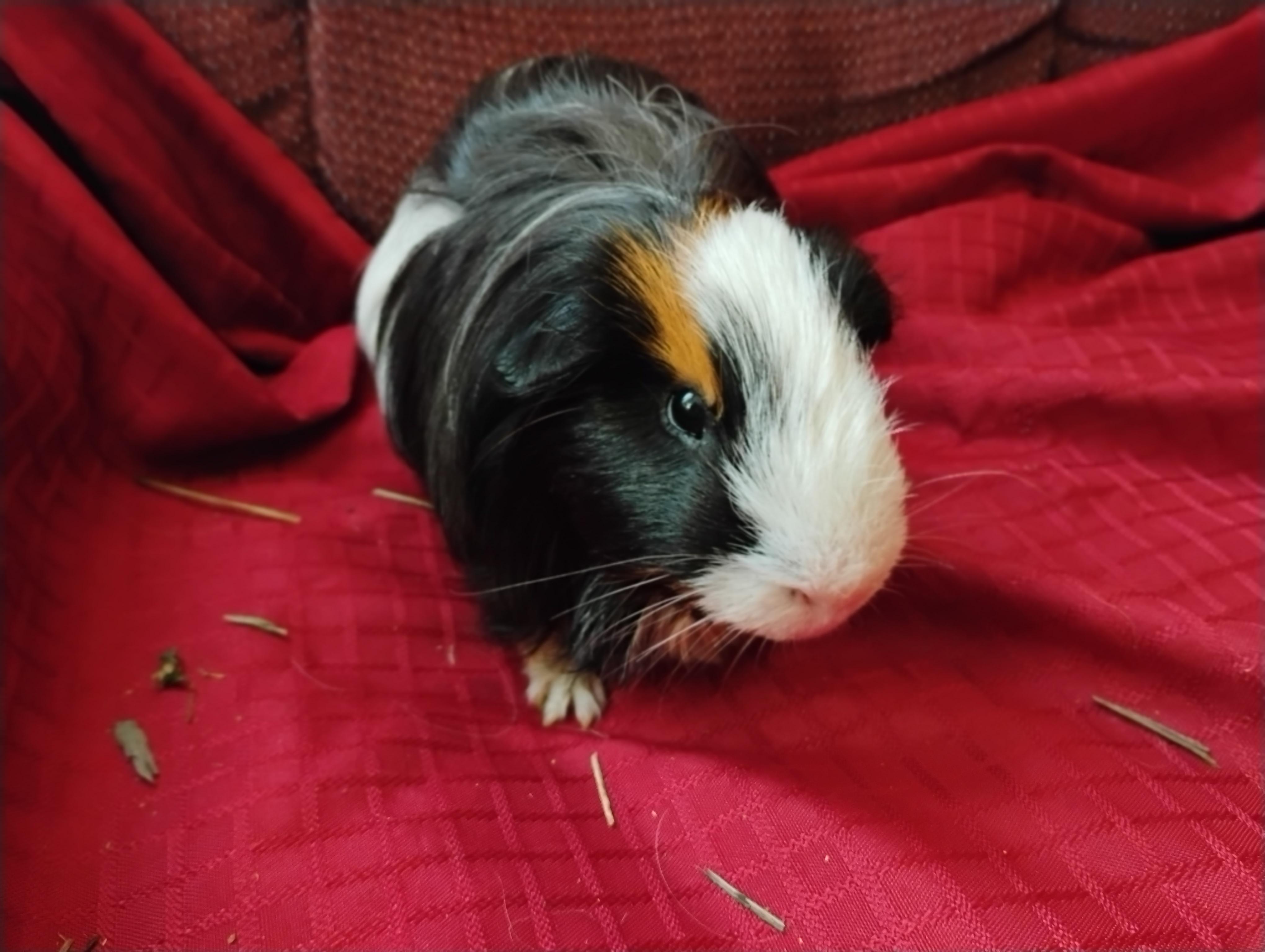 Edward, ADOPTABLE, Adult Male Silkie / Sheltie.