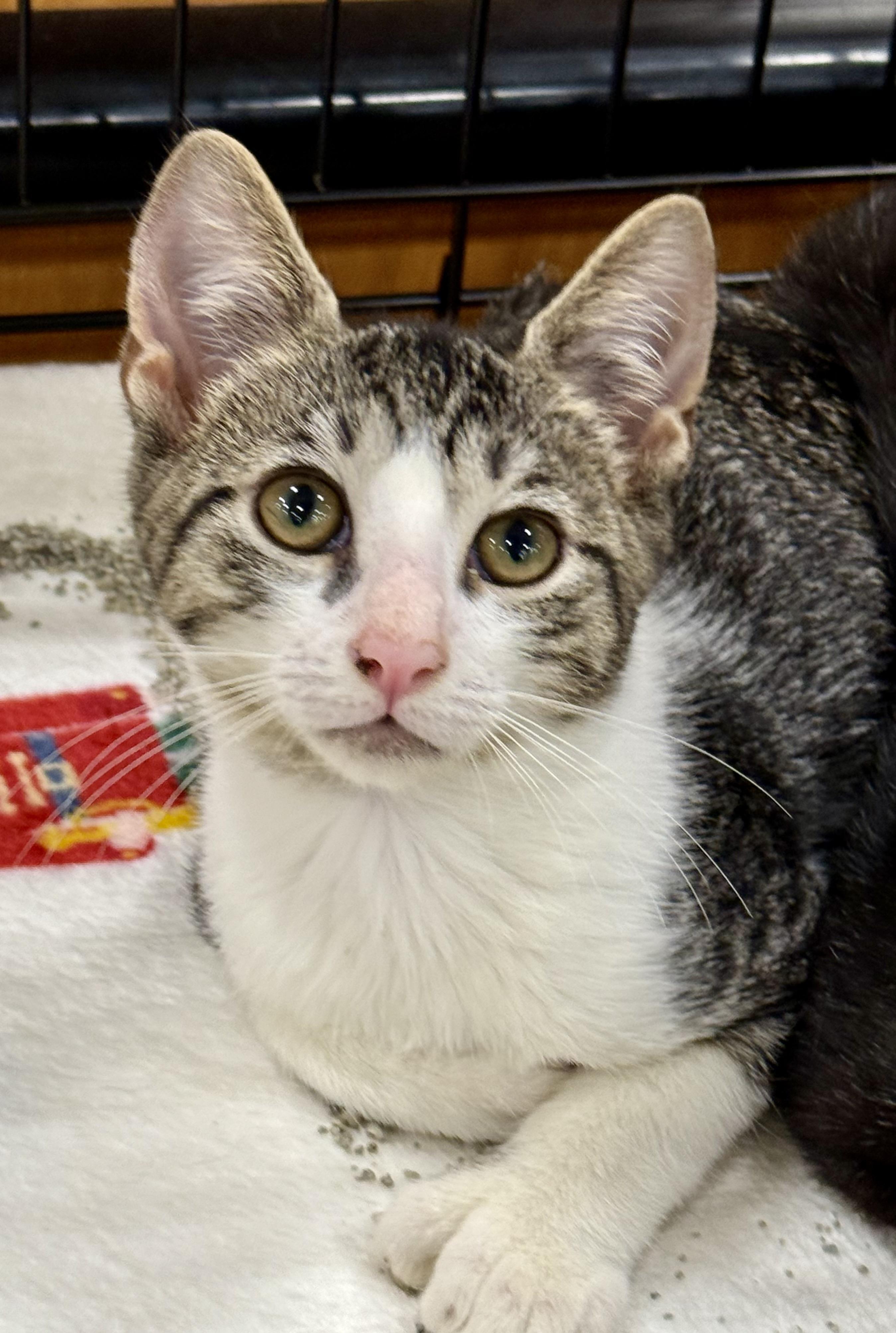 Kenny, a Adoptable Extra-Toes Cat / Hemingway Polydactyl in New Port Richey, FL image 1/2