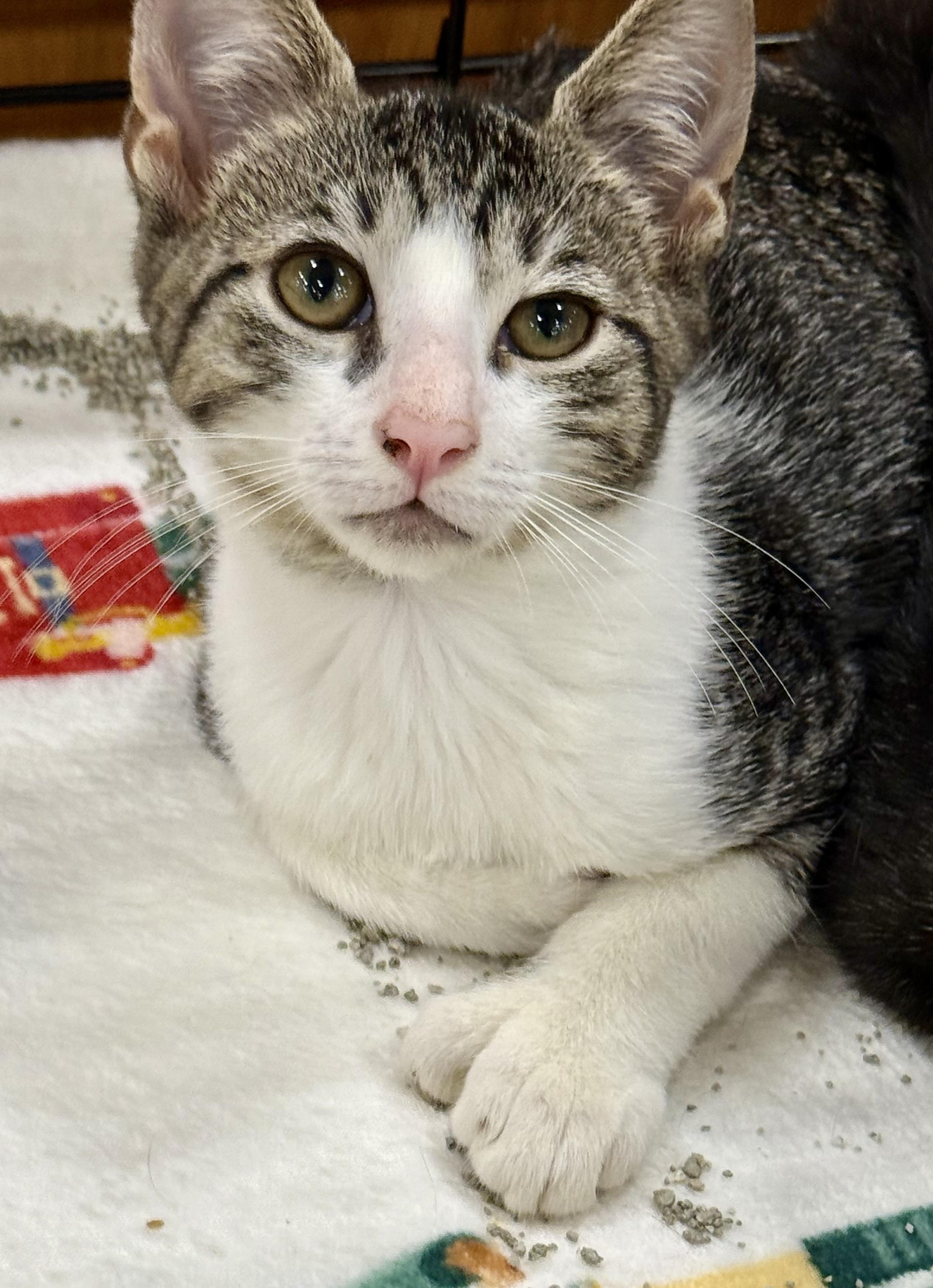 Kenny, a Adoptable Extra-Toes Cat / Hemingway Polydactyl in New Port Richey, FL image 2/2