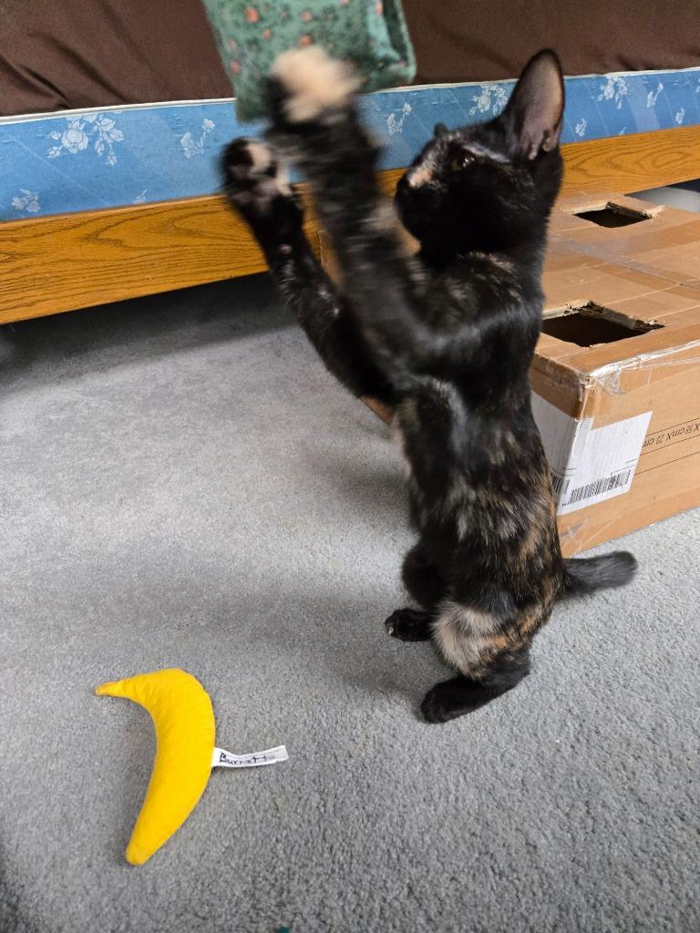 Destiny26, Adoptable, Kitten Female Domestic Short Hair.